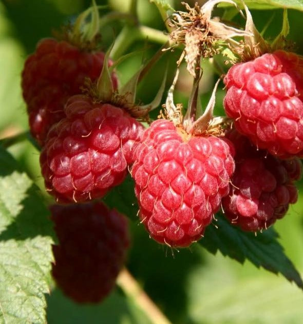 RASPBERRY BOYNE / BOYNE RASPBERRY