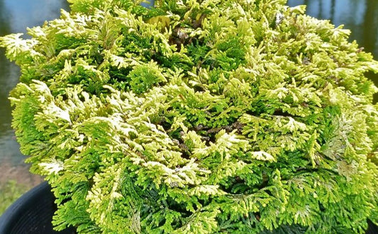 CHAMAECYPARIS OBTUSA NANA LUTEA / GOLDEN DWARF HINOKI FALSECYPRESS