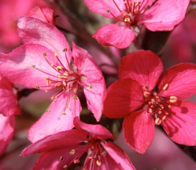 MALUS ROYAL RAINDROPS® / ROYAL RAINDROPS® CRABAPPLE