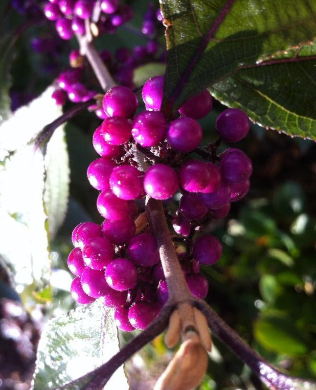 CALLICARPA DICHOTOMA EARLY AMETHYST / BEAUTYBERRY