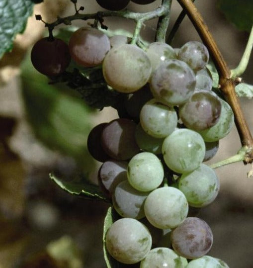 GRAPE HIMROD SEEDLESS / GRAPE