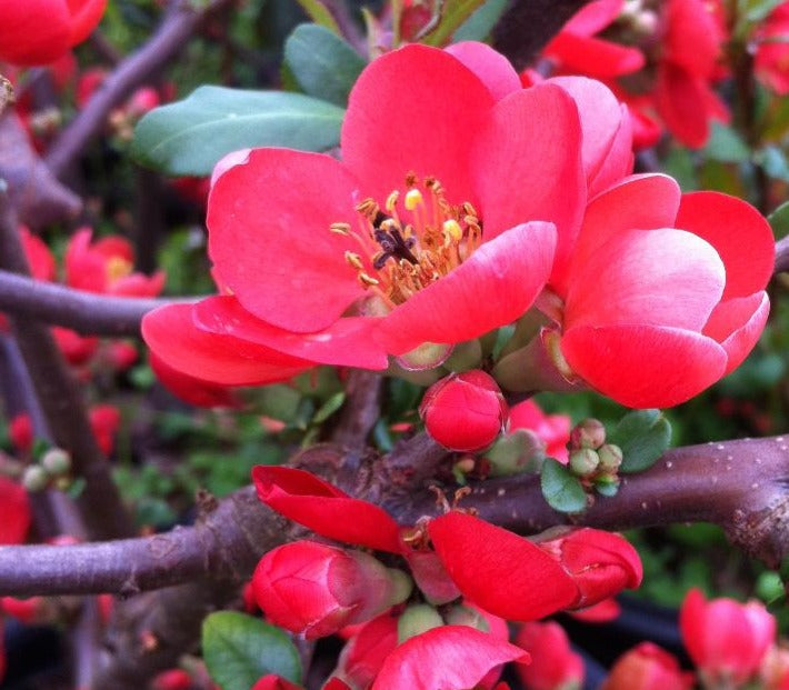 CHAENOMELES SPECIOSA RUBRA / JAPANESE QUINCE