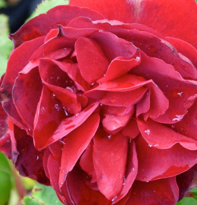 ROSA HOPE FOR HUMANITY / HOPE FOR HUMANITY ROSE