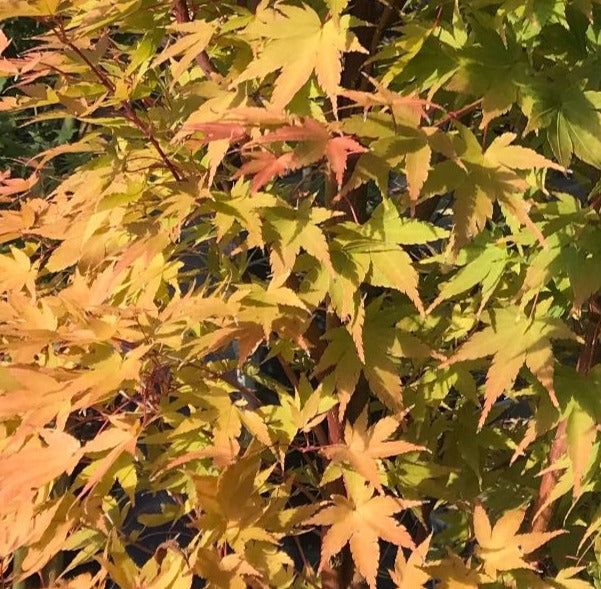 ACER PALMATUM SANGO KAKU / CORAL BARK JAPANESE MAPLE