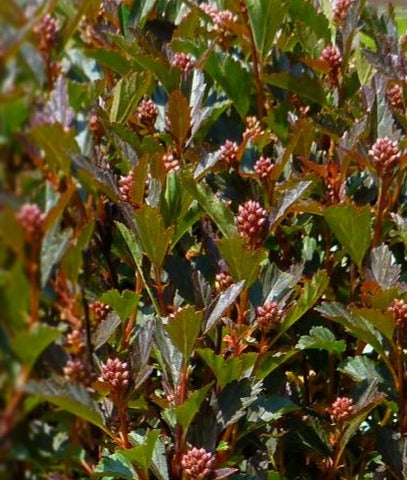 PHYSOCARPUS OPULIFOLIUS LITTLE DEVIL™ / LITTLE DEVIL™ DWARF NINEBARK