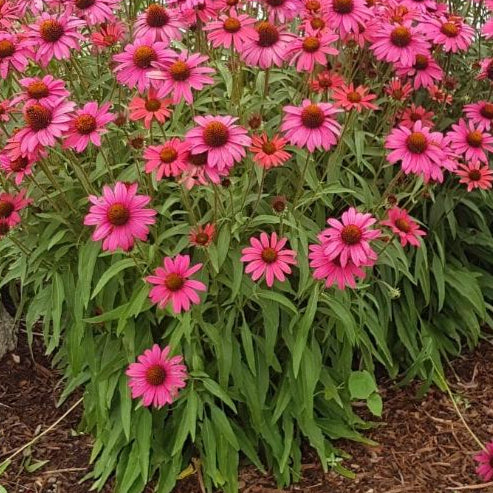 ECHINACEA GLOWING DREAM / GLOWING DREAM CONEFLOWER