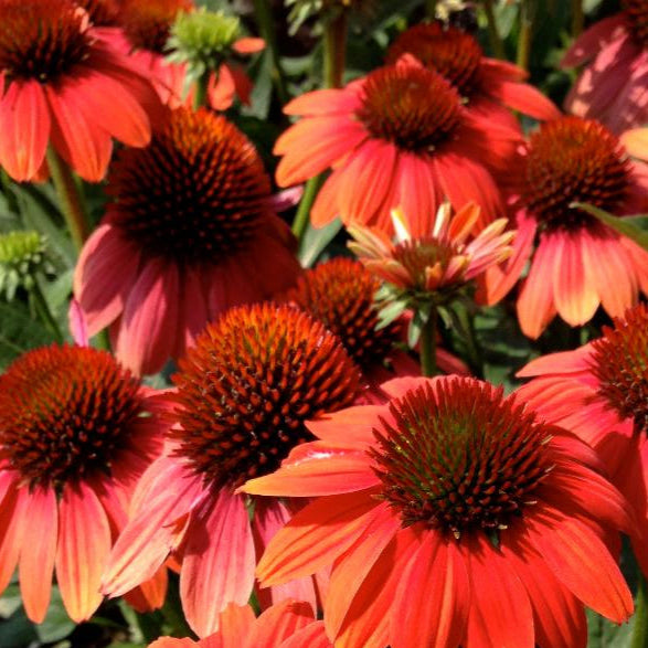 ECHINACEA SOMBRERO HOT CORAL / SOMBRERO HOT CORAL CONEFLOWER