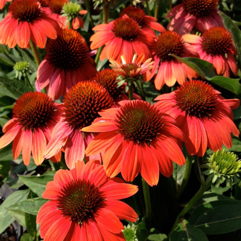 ECHINACEA X SOMBRERO® HOT CORAL / SOMBRERO® HOT CORAL CONEFLOWER