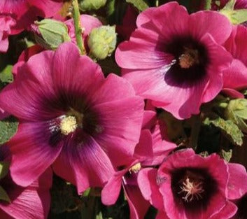 ALCEA ROSEA CERISE / HOLLYHOCK