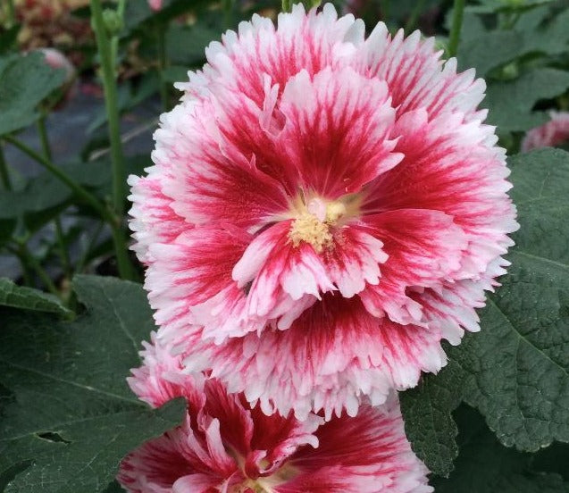 ALCEA ROSEA FIESTA TIME / HOLLYHOCK