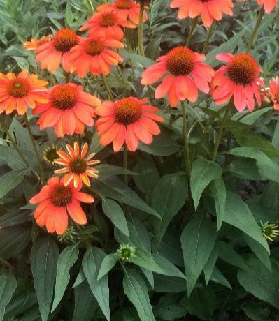 ECHINACEA X SOMBRERO® FLAMENCO ORANGE / FLAMENCO ORANGE CONEFLOWER