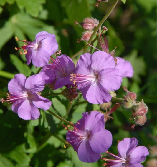 GERANIUM X CANTABRIGIENSE KARMINA / DWARF CRANESBILL