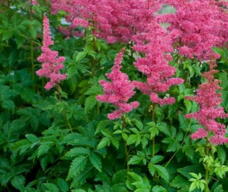 ASTILBE X YOUNIQUE CARMINE / YOUNIQUE CARMINE™ ASTILBE