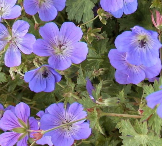 GERANIUM X ROZANNE / ROZANNE CRANESBILL