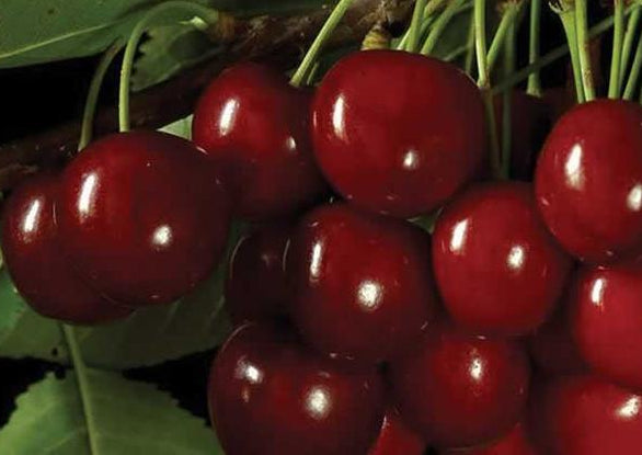 PRUNUS AVIUM SAM / SAM SWEET CHERRY