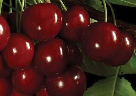 PRUNUS AVIUM SWEETHEART / SWEETHEART CHERRY