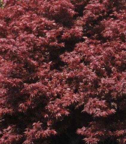ACER PALMATUM SHAINA / SHAINA JAPANESE MAPLE