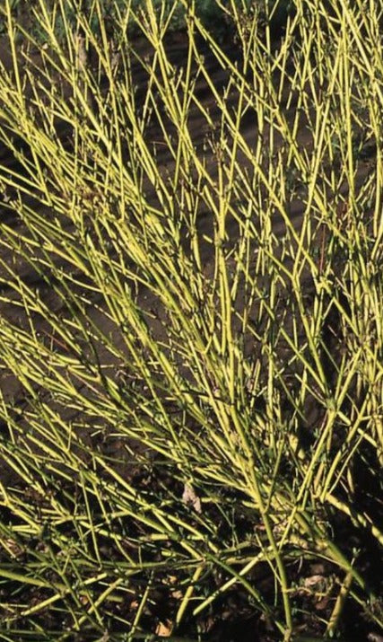 CORNUS ALBA BUD'S YELLOW / EUROPEAN YELLOWTWIG DOGWOOD