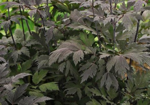 CIMICIFUGA X CHOCOHOLIC / PURPLE-LEAF BUGBANE