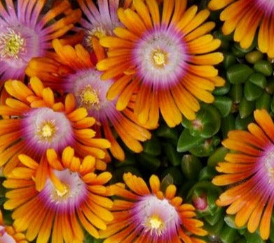 DELOSPERMA X FIRE SPINNER® / FIRE SPINNER® ICE PLANT
