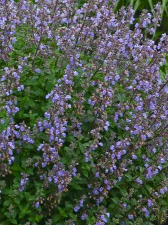 NEPETA FAASSENII PURRSAIN BLUE / CATMINT