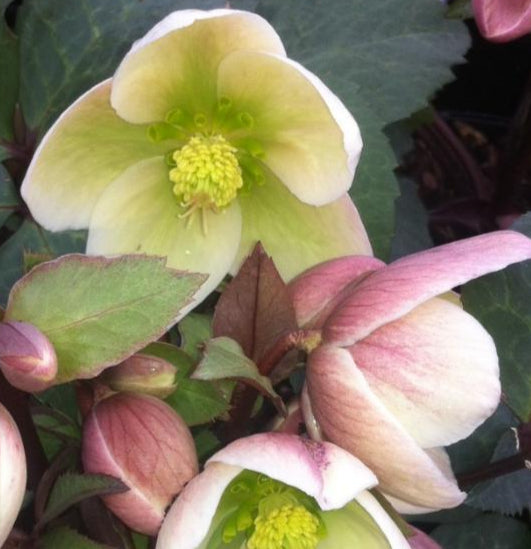 HELLEBORUS X IVORY PRINCE / LENTEN ROSE