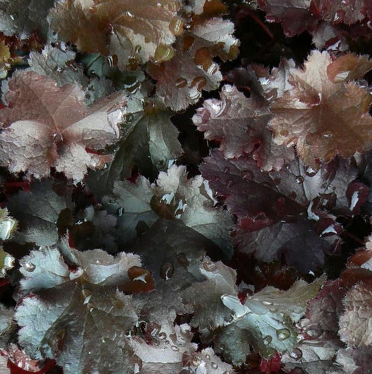 HEUCHERA X BLACK BEAUTY / CORAL BELLS