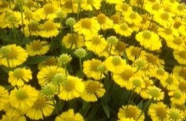 HELENIUM AUTUMNALE MARIACHI™ SOMBRERO / SOMBRERO SNEEZEWEED