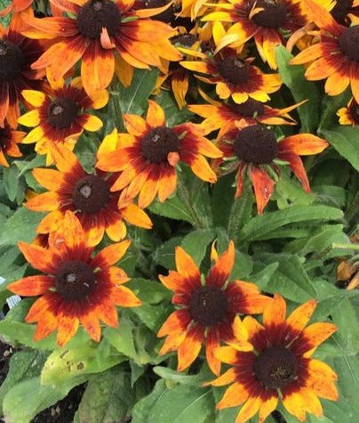 RUDBECKIA HIRTA AUTUMN COLOURS / GLORIOSA DAISY