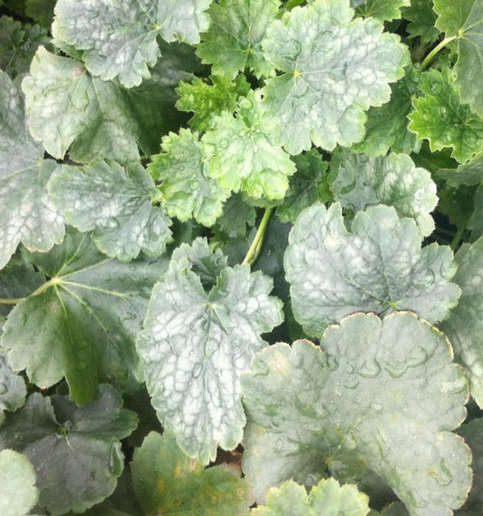 HEUCHERA X FIREFLY / CORAL BELLS