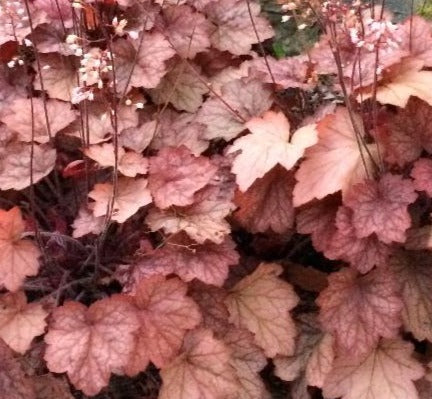 HEUCHERA X GEORGIA PEACH / CORAL BELLS