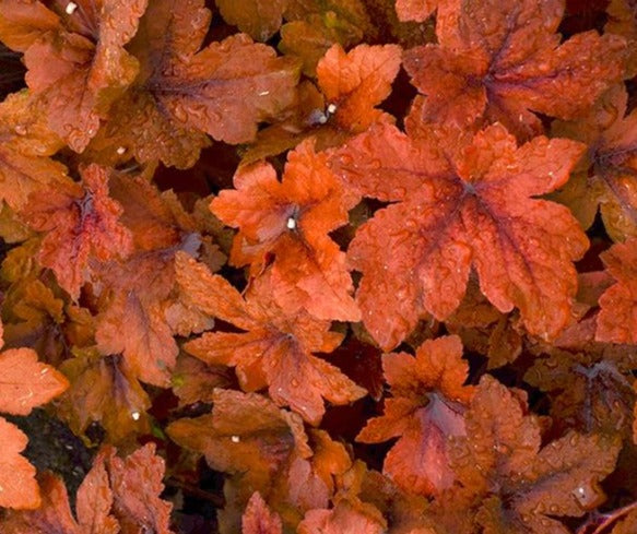 HEUCHERELLA X PUMPKIN SPICE / FOAMY BELLS