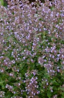 NEPETA FAASSENII CAT&