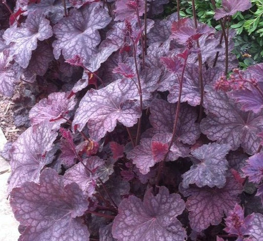 HEUCHERA X PLUM PUDDING / CORAL BELLS