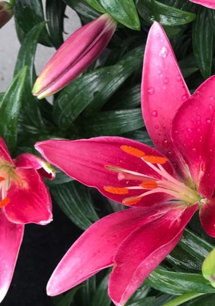LILIUM X TINY PEARL / DWARF ASIATIC LILY