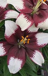 LILIUM X TINY PADHYE / DWARF ASIATIC LILY