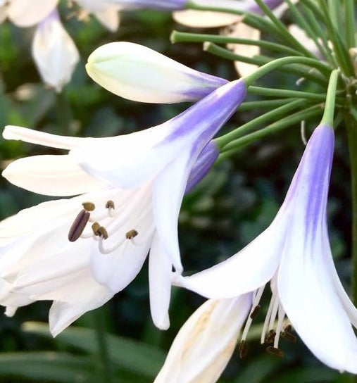 AGAPANTHUS X TWISTER / TWISTER LILY OF THE NILE