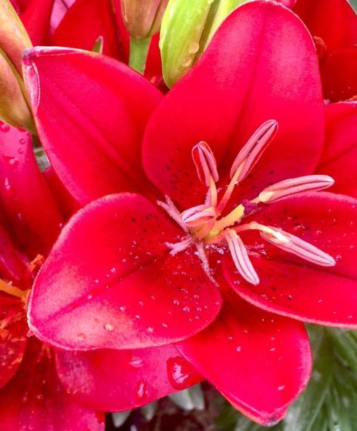 LILIUM X TINY ROCKET / DWARF ASIATIC LILY