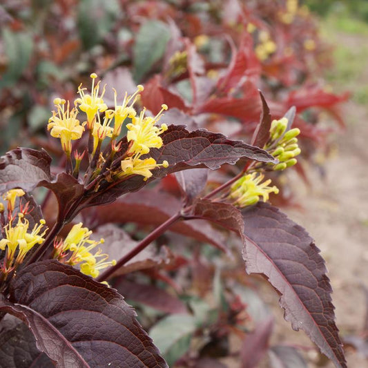 DIERVILLA SPLENDENS FIREFLY™ NIGHTGLOW™ / FIREFLY™ NIGHTGLOW™ BUSH HONEYSUCKLE