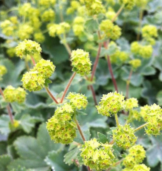 ALCHEMILLA ERYTHROPODA / DWARF LADY&