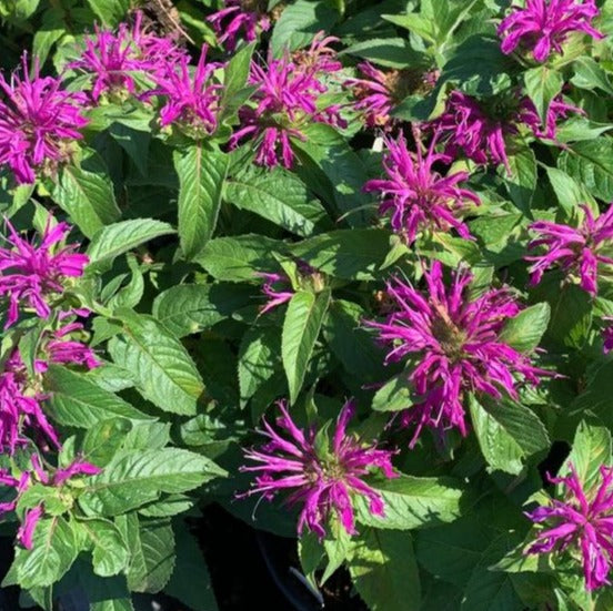 MONARDA DIDYMA BALMY™ LILAC / BALMY™ LILAC BEE BALM