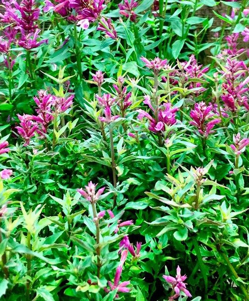 AGASTACHE X ROSIE POSIE / ANISE HYSSOP