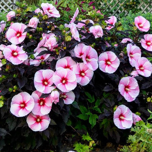 HIBISCUS X STARRY STARRY NIGHT / ROSE MALLOW