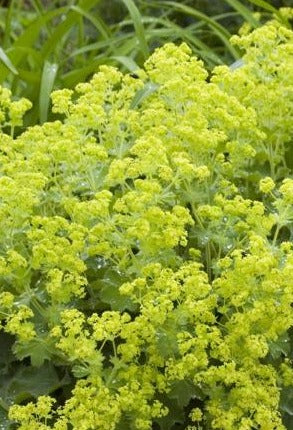 ALCHEMILLA MOLLIS / LADY'S MANTLE