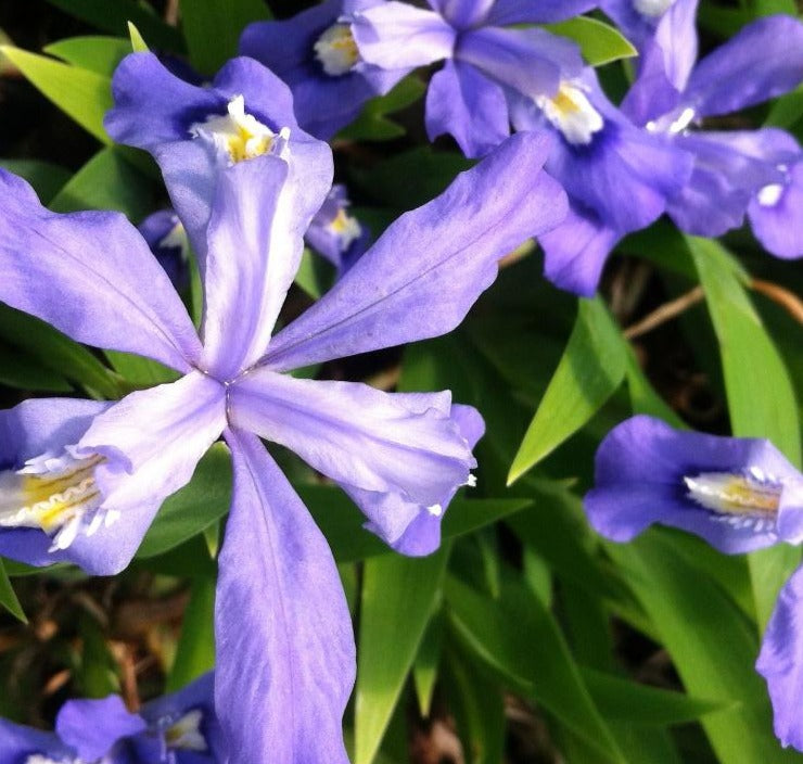 IRIS CRISTATA / CRESTED IRIS