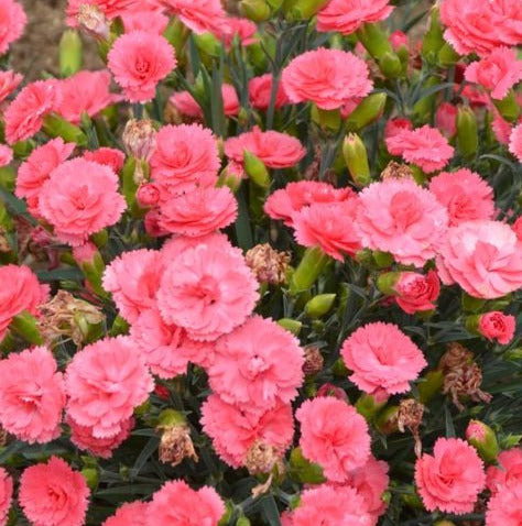 DIANTHUS X CLASSIC CORAL / CLASSIC CORAL DIANTHUS