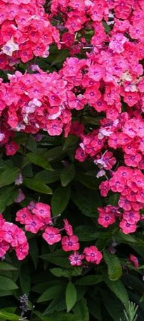 PHLOX PANICULATA GLAMOUR GIRL / TALL GARDEN PHLOX