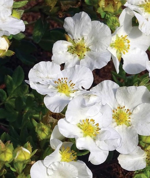 POTENTILLA FRUTICOSA BELLA BIANCA / BELLA BIANCA CINQUEFOIL