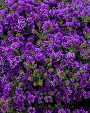 ASTER NOVAE-ANGLIAE GRAPE CRUSH / NEW ENGLAND ASTER