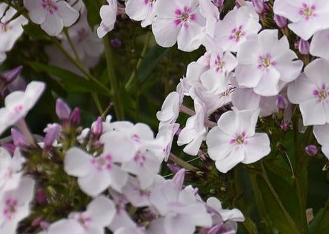 PHLOX PANICULATA PARTY GIRL / TALL GARDEN PHLOX